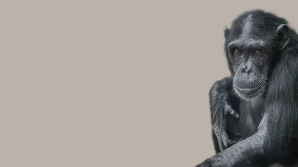 Portrait Curious Wondered Chimpanzee Smooth Uniform Background — Stock Photo, Image