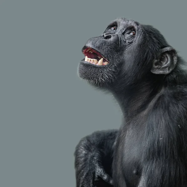 Pürüzsüz Tekdüzen Arka Plan Korku Dehşet Içinde Şempanze Portresi — Stok fotoğraf