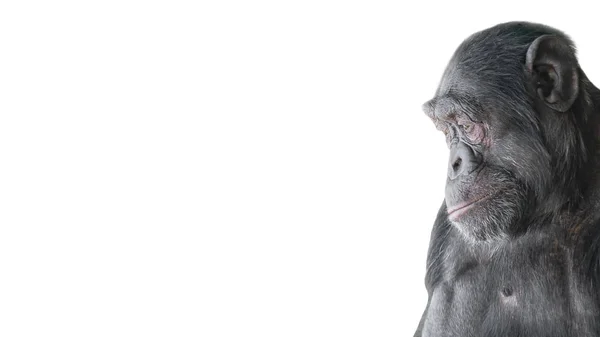 Beyaz Arka Plan Bir Soru Soran Gibi Meraklı Şempanze Portresi — Stok fotoğraf