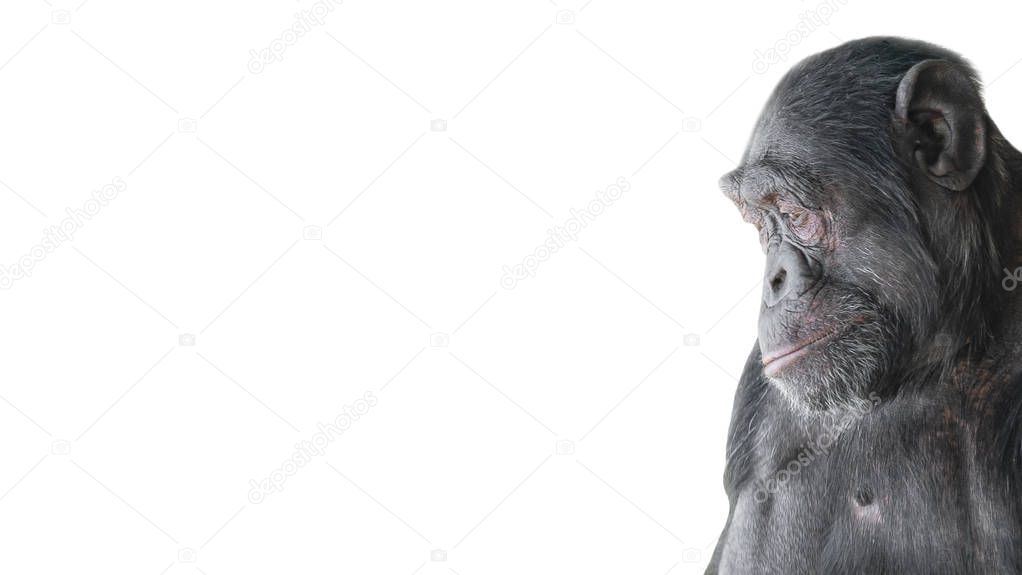 Portrait of curious Chimpanzee like asking a question, at white background