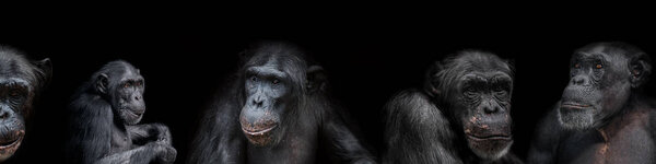 Banner of group of chimpanzees portraits isolated on black background