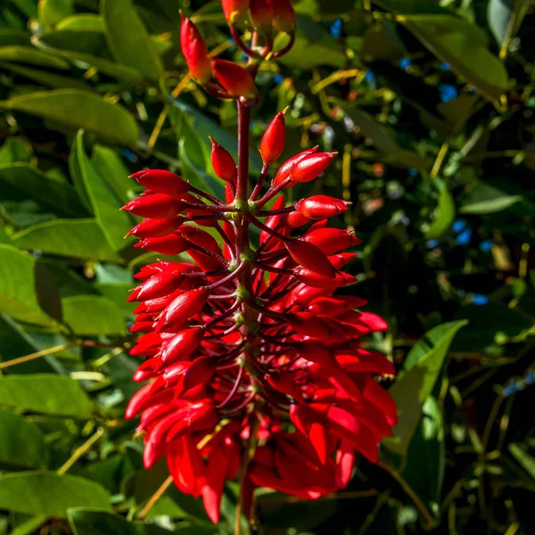 Árbol Coral Eritrina Siempre Verde Decorativo Asiático Arbusto —  Fotos de Stock