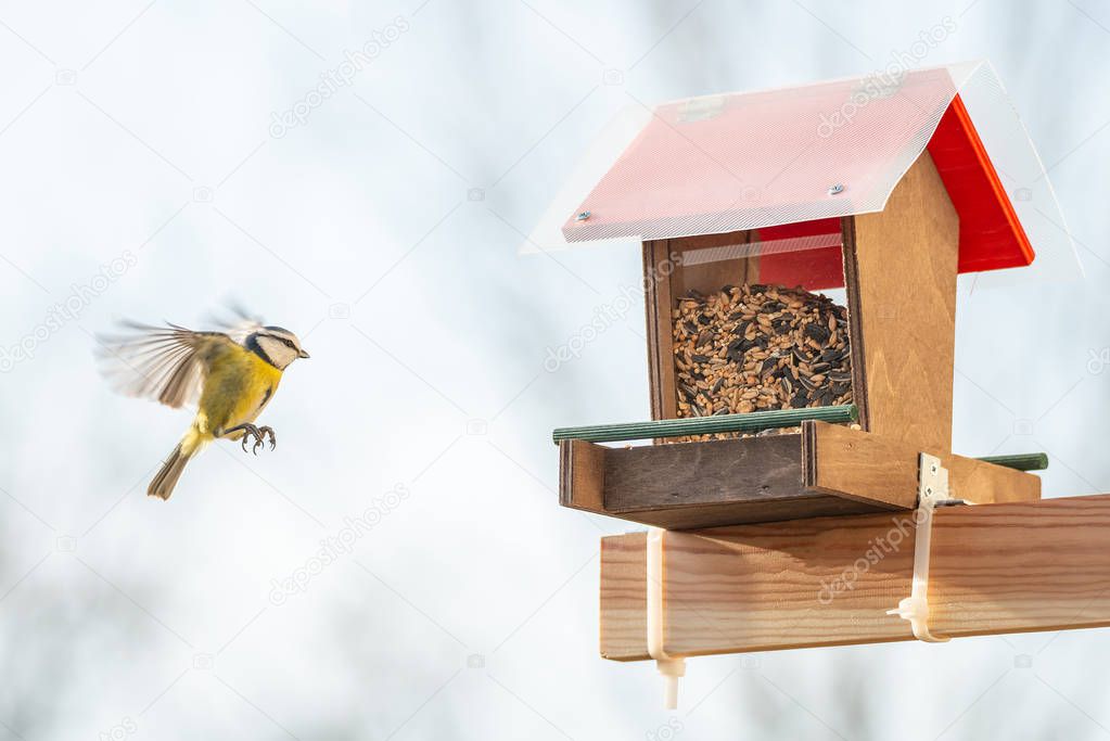 Help for small city birds to survive during winter season with a balcony bird feeder