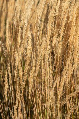 Sonbahar günbatımı güzel altın uzun spikelet çim