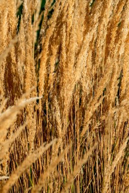 Sonbahar günbatımı güzel altın uzun spikelet çim