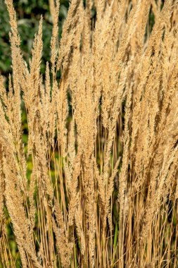 Sonbahar günbatımı güzel altın uzun spikelet çim