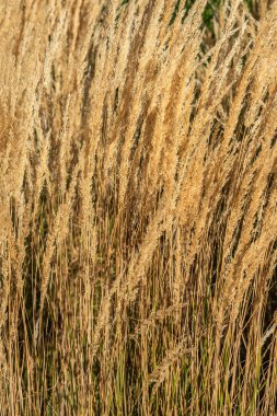 Sonbahar günbatımı güzel altın uzun spikelet çim