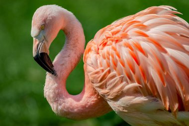 Pembe Şili flamingo günbatımı resme dinlenme