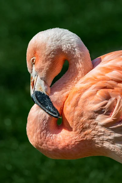 Descansando Flamingo Chileno Rosado Pôr Sol Retrato — Fotografia de Stock