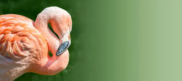Rustend Rooskleurig Chileense Flamingo Zonsondergang Licht Gladde Groene Achtergrond — Stockfoto