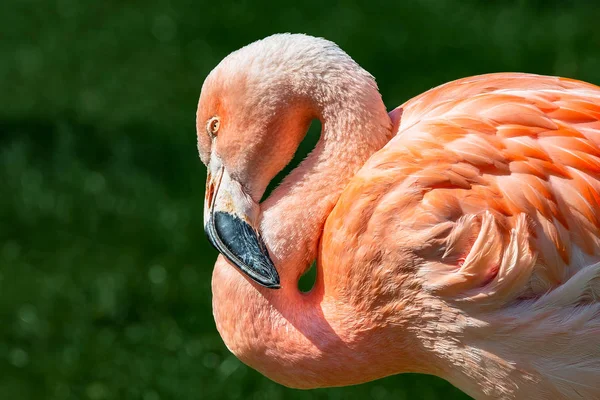 Pembe Şili Flamingo Günbatımı Resme Dinlenme — Stok fotoğraf