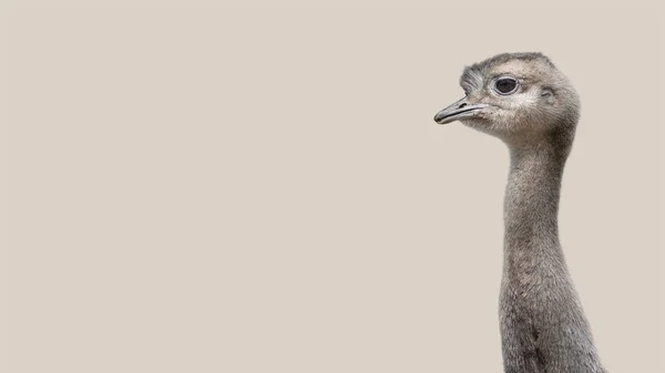 Jovem Engraçado Avestruz Patagônia Rhea Isolado Fundo Liso — Fotografia de Stock