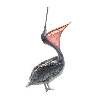 Beyaz arka plan, Güney Amerika, Şili izole açık geniş Gaga ile güzel Dalmaçya Pelikan gülüyor