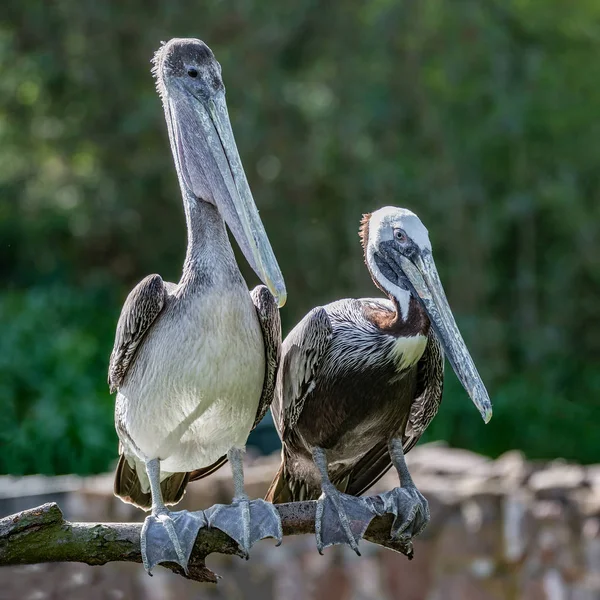 Paar Wunderschöner Dalmatinischer Pelikane Auf Baumstämmen Einer Kleinen Lagune — Stockfoto