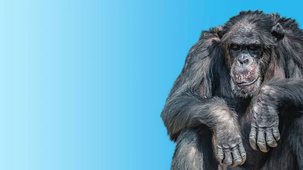 Портрет Депресивного Втомленого Старого Шимпанзе Гладкому Фоні — стокове фото