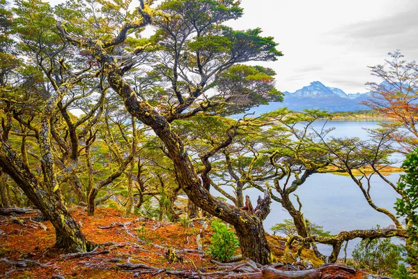 Magiczne Kolorowy Bajkowy Las Tierra Del Fuego Narodowy Park Patagonia — Zdjęcie stockowe