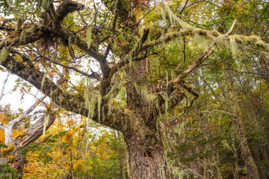 Büyülü Macellan lenga ormanda Tierra del Fuego Milli Parkı, Patagonia, Arjantin