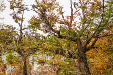 Büyülü Macellan lenga ormanda Tierra del Fuego Milli Parkı, Patagonia, Arjantin