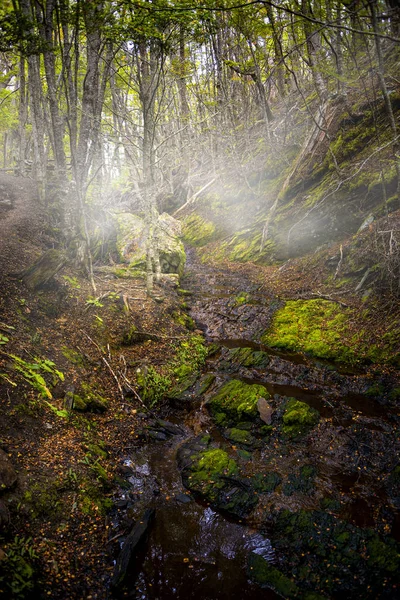 Foggy Magical Magellanic Lenga Forest Tierra Del Fuego National Park — Stock Photo, Image