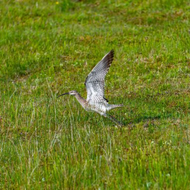 Bayağı kocagöz (Numenius arquata) uzun kavisli Gaga, İzlanda ile denilen güzel İzlanda kuş