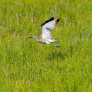 Bayağı kocagöz (Numenius arquata) uzun kavisli Gaga, İzlanda ile denilen güzel İzlanda kuş