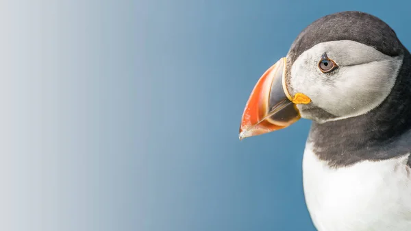 Noord Atlantische Papegaaiduikers Faroe Eilanden Mykines Late Zomer Tijd — Stockfoto