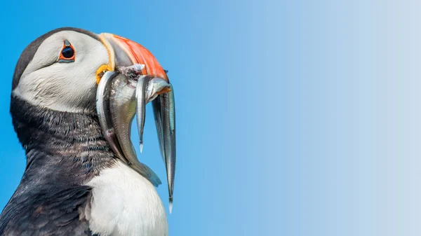 North Atlantic Puffins Faroe Island Mykines Late Summer Time — Stock Photo, Image