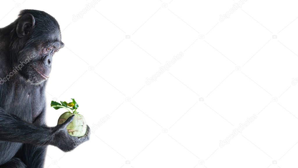 Portrait of troubled Chimpanzee in profile holding a cabbage isolated at white background