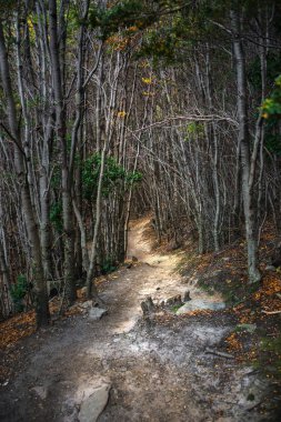 Büyülü Macellan lenga ormanda Tierra del Fuego Milli Parkı, Patagonya ile yürüyüş iz