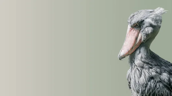 Portrait Enormous Beautiful African Shoebill Stork Smooth Gradient Background — Stock Photo, Image