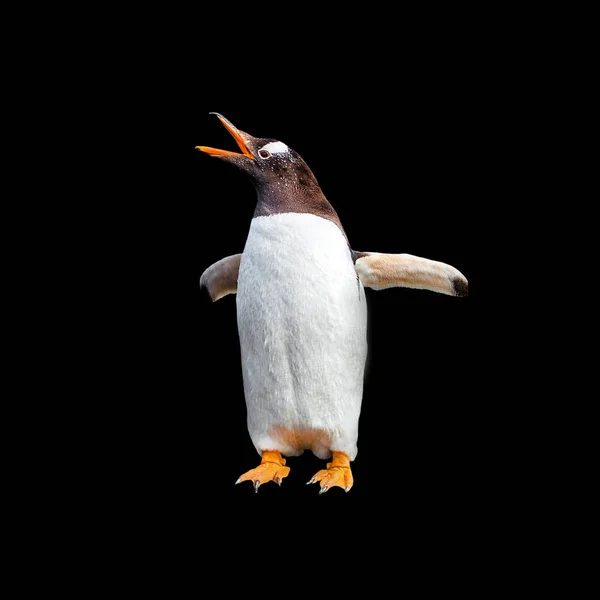 Pingouin Gentoo Pleurs Isolé Sur Fond Noir Chenal Beagle Patagonie — Photo