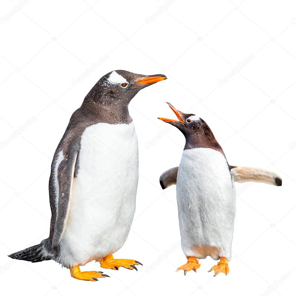 Two Gentoo penguins arguing isolated at black background, Beagle Channel in Patagonia near Ushuaia, Argentina