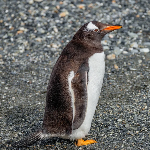 Porträtt Gentoo Penguin Beaglekanalen Grus Beach Patagonien Nära Ushuaia Argentina — Stockfoto