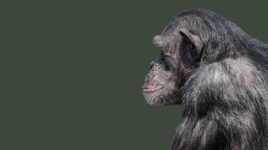 Pürüzsüz Tekdüzen arka plan ve yapıştırma alanı merak merak şempanze portresi