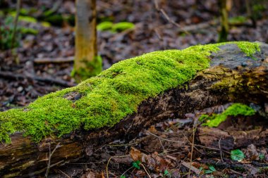 Bahar havasında, renkli mossed ve lichened ıslak orman Almanya var