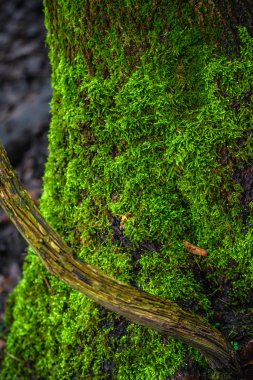 Bahar havasında, renkli mossed ve lichened ıslak orman Almanya var