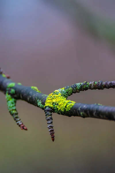 Frühling Liegt Der Luft Bunt Bemooster Und Lichter Feuchtwald Deutschland — Stockfoto