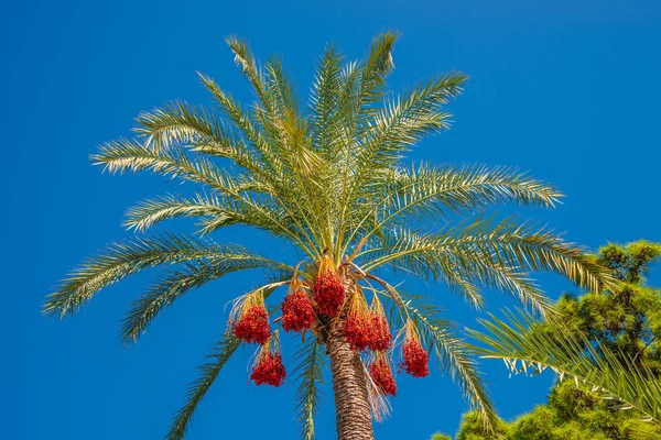 Beautiful date palm tree in front of blue sky with edible sweet fruits, Mediterranean sea