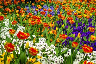 Gorgeous field of different flowers in Spring, sunny garden, clo clipart