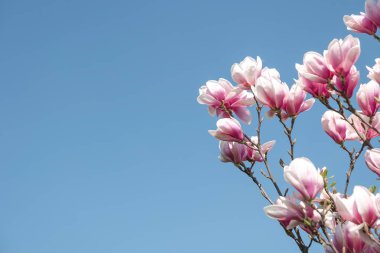 Muhteşem bahar çiçeği, güneşli gün ve bl düz arka plan