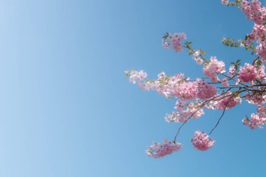 Muhteşem bahar çiçeği, güneşli gün ve bl düz arka plan