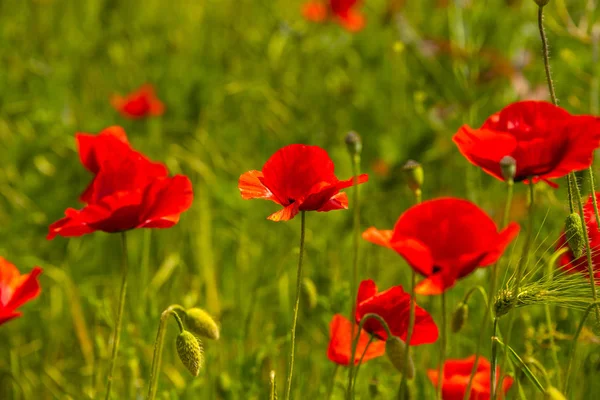 Spring spirit at red field of poppies and beautiful nature, coun