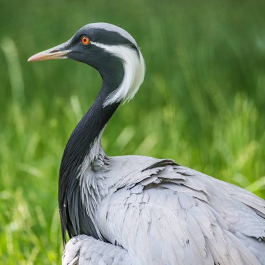 Telli turna (Grus Başak) güzel portre yeşil smo