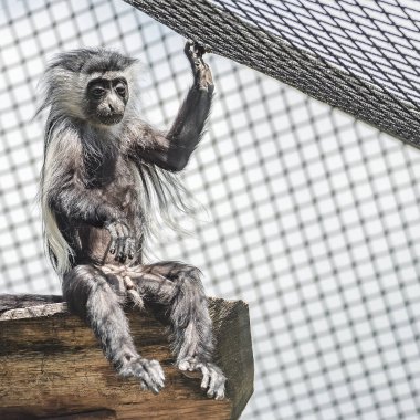 Angola Colobus orman maymun net bir kafese depresif portresi