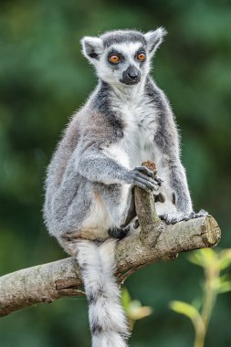 Güneşe ısınma ring-tailed Madagaskar lemur