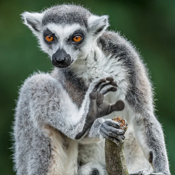 Ring-tailed Madagaskar lemur värmer upp på sun — Stockfoto