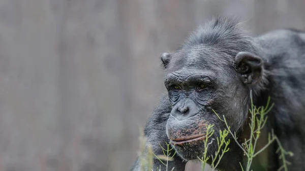 Retrato de caza Chimpancé — Foto de Stock