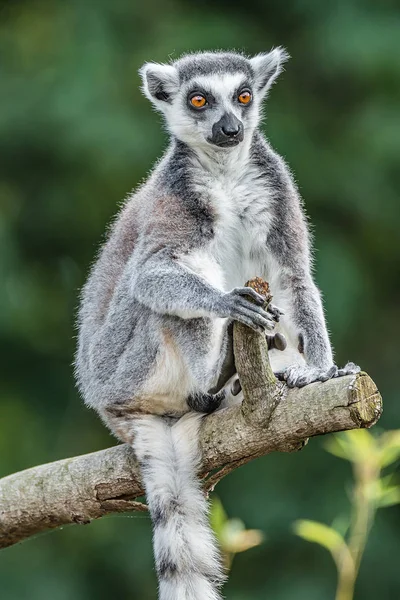 Lémur Madagascar de cola anillada calentándose al sol — Foto de Stock