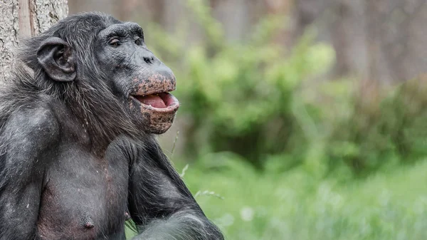 Retrato del chimpancé sonriente y riente — Foto de Stock