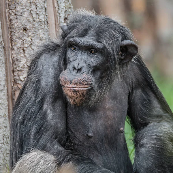 Retrato de curioso chimpancé maravillado de pie a tamaño completo en — Foto de Stock